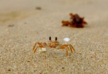 From Kosi Bay to St Lucia: Driving the iSimangaliso Wetland Park