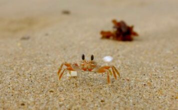 From Kosi Bay to St Lucia: Driving the iSimangaliso Wetland Park