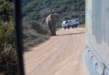 A visit to Addo Elephant Park, in pictures