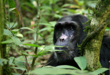 Go Chimpanzee and Gorilla Trekking in Uganda Kibale Chimpanzee