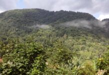 Gorilla Trekking Encounters: Wildlife Experiences that Left Us Breathless Bwindi Impenetrable Forest