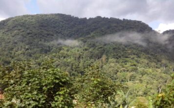 Gorilla Trekking Encounters: Wildlife Experiences that Left Us Breathless Bwindi Impenetrable Forest
