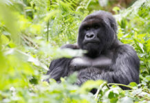 Updates on Gorilla Trekking in Africa Gorilla Trekking in Rwanda