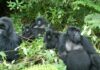 How to Plan a Gorilla Safari in Africa African Gorillas