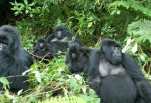 How to Plan a Gorilla Safari in Africa African Gorillas