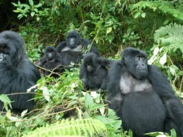 How to Plan a Gorilla Safari in Africa African Gorillas