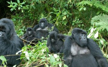How to Plan a Gorilla Safari in Africa African Gorillas