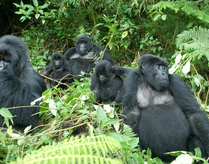 African Gorillas