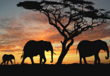 How to Have a Fun But Inexpensive Safari in Africa African Safari