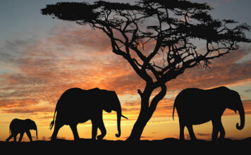 How to Have a Fun But Inexpensive Safari in Africa African Safari