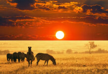 4 Most Awe-Inspiring Moments on African Safari African Safari