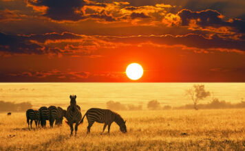 4 Most Awe-Inspiring Moments on African Safari African Safari