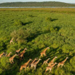 Visit Akagera National Park of Rwanda Akagera National Park