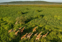 Visit Akagera National Park of Rwanda Akagera National Park