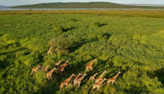 Akagera National Park