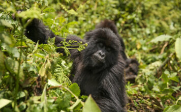 Guide to Gorilla Trekking in Volcanoes National Park Volcanoes Gorilla Trekking