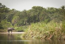 Congo Brazzaville – Lefini Reserve