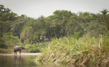 Congo Brazzaville – Lefini Reserve