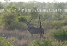 Three amazing, must-stay places in northern Kruger National Park