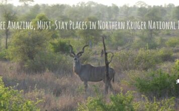 Three amazing, must-stay places in northern Kruger National Park