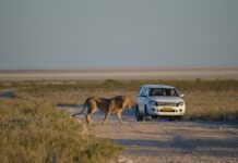 A self-drive safari in Etosha National Park