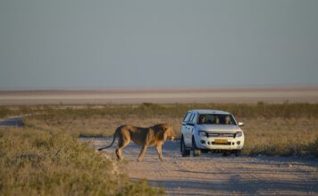 A self-drive safari in Etosha National Park
