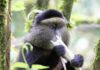 Best Places To See Golden monkeys In East Africa