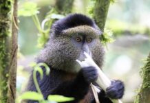 Best Places To See Golden monkeys In East Africa