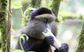 Best Places To See Golden monkeys In East Africa