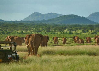 Visit Samburu National Reserve for Your Kenya Safari Samburu National Reserve Kenya